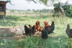 gal-Chicks