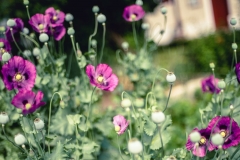 gal-Mohn